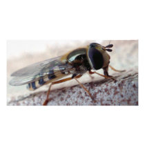 fly Macro Photo Card Template