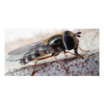 fly Macro photo cards