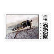 fly Macro Postage