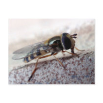 fly Macro Post Cards