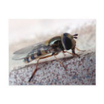 fly Macro postcards