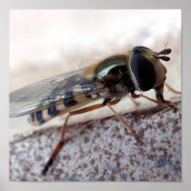 fly Macro Posters