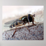 fly Macro posters