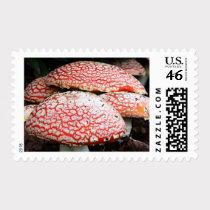 Fly Mushrooms Postage stamps