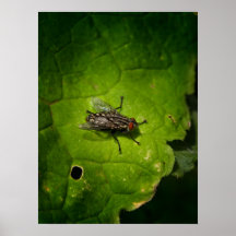 Fly on green poster