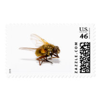 Fly Postage Stamp