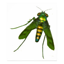 fly posters by abadu44 fly posters