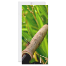 Fly Rod with Fly on Handle rack cards