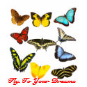 Fly to Your Dreams Butterflies t-shirts