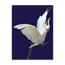 Fly with me postcards by deemac1 Fly with me postcards