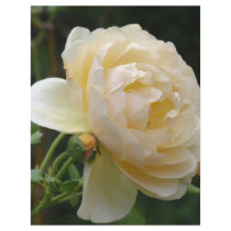 Flyer - Beautiful Rose