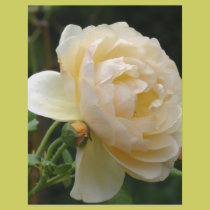 Flyer - Beautiful Rose flyers