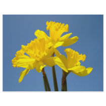 Flyer paper Yellow Daffodil Flowers Blue Sky
