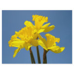 Flyer paper Yellow Daffodil Flowers Blue Sky