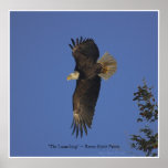 Flying Bald Eagle Wildlife Art Poster