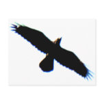 Flying Bird Silhouette Post Cards