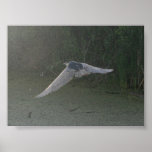 Flying Black-Crowned Night-Heron posters