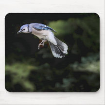 Flying Blue Jay Mousepads