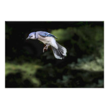 Flying Blue Jay Photographic Print