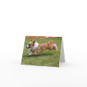 Flying Cardigan Welsh Corgi by pembrokewcorgi Flying Cardigan Welsh Corgi