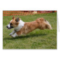 Flying Cardigan Welsh Corgi by pembrokewcorgi Flying Cardigan Welsh Corgi