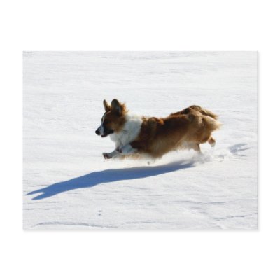 cardigan welsh corgi. Flying Cardigan Welsh Corgi
