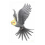 bird, birds, cockatiel, cockatiels, cockatoo,