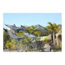 Flying Dolphins posters
