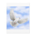 Flying Dove Postcard