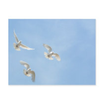 Flying doves postcards