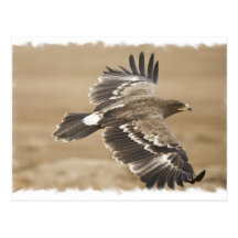Flying Eagle Bird Postcard