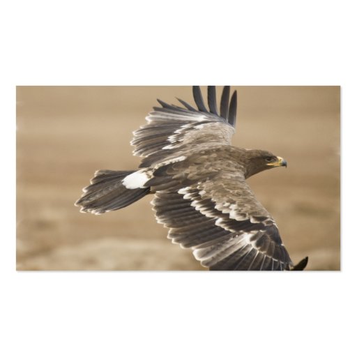 Flying Eagle Business Card (back side)