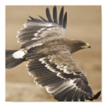 Flying Eagle Poster Print