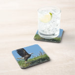 Flying Eagle Set of Six Coasters