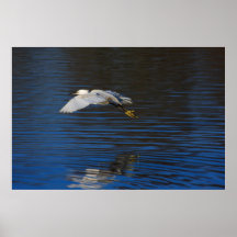 Flying Egret Print