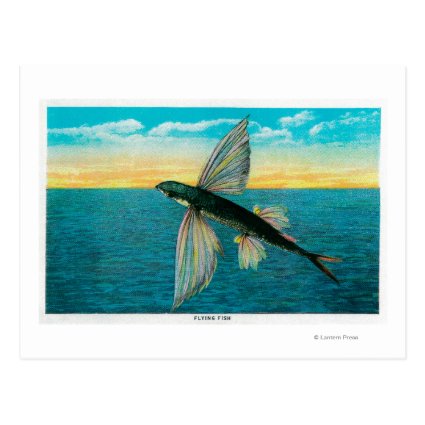 Flying Fish at Catalina Island Postcard