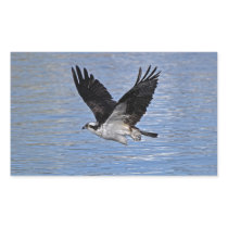 Flying Fish Eagle Osprey Nature Photograph Rectangle Sticker