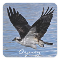 Flying Fish Eagle Osprey Nature Photograph Square Stickers
