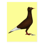Flying Flight Cap Postcards