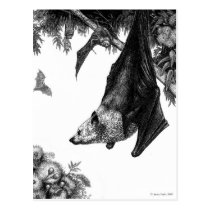 Flying Foxes Postcard postcards