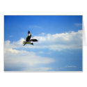 Flying Gull Card