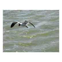 Flying Gull Photo