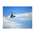 Flying Gull Postcard