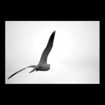 Flying Gull posters