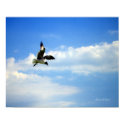 Flying Gull Poster posters
