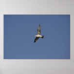 Flying Gull Print