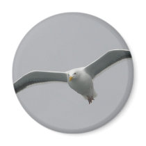 Flying High magnets