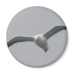 Flying High Fridge Magnet