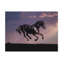 Flying High postcards