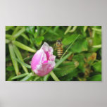 Flying Honey Bee Print